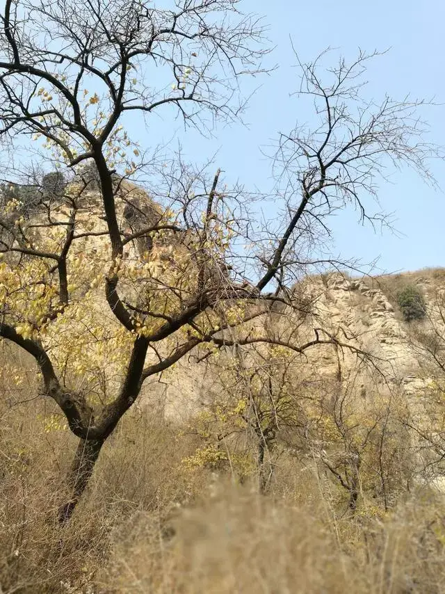 邯郸地区西马寨疫情/邯郸地区西马寨疫情防控电话-第1张图片