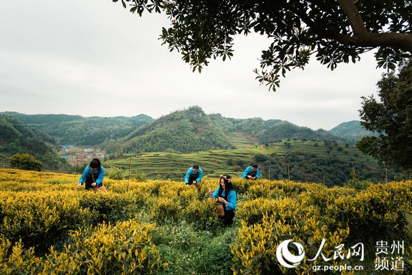 安顺疫情确诊地区有哪些.安顺发布疫情防控通告？-第1张图片