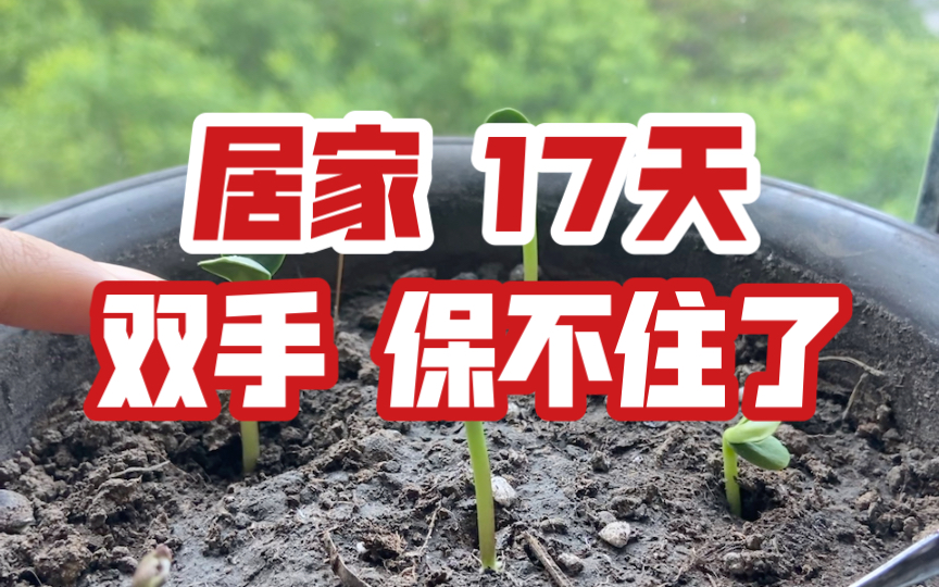朝阳地区有疫情补助吗.朝阳地区有疫情补助吗多少钱？-第1张图片