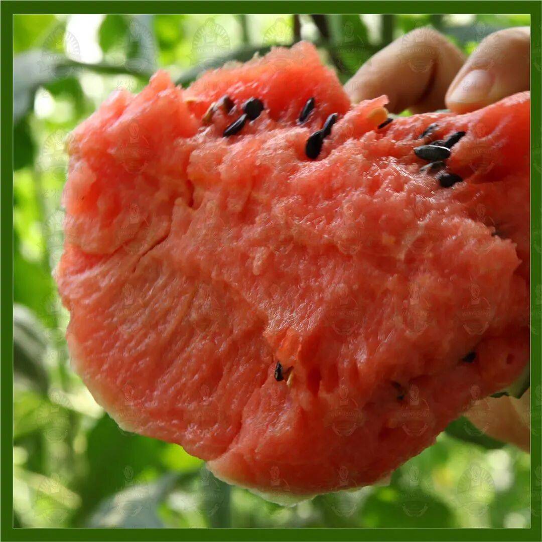 大兴西瓜疫情地区能吃吗(大兴的西瓜)-第2张图片