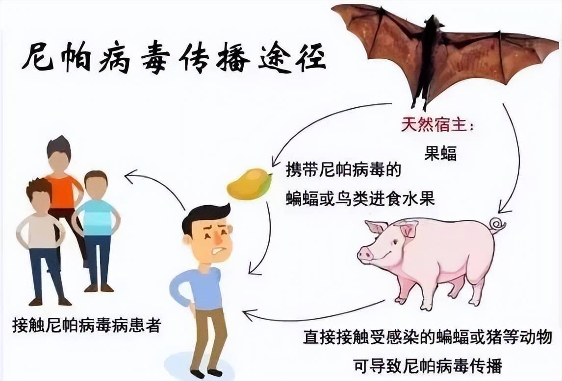 哪些地区存在猪瘟疫情.哪些地方有猪瘟疫情最新消息?-第1张图片