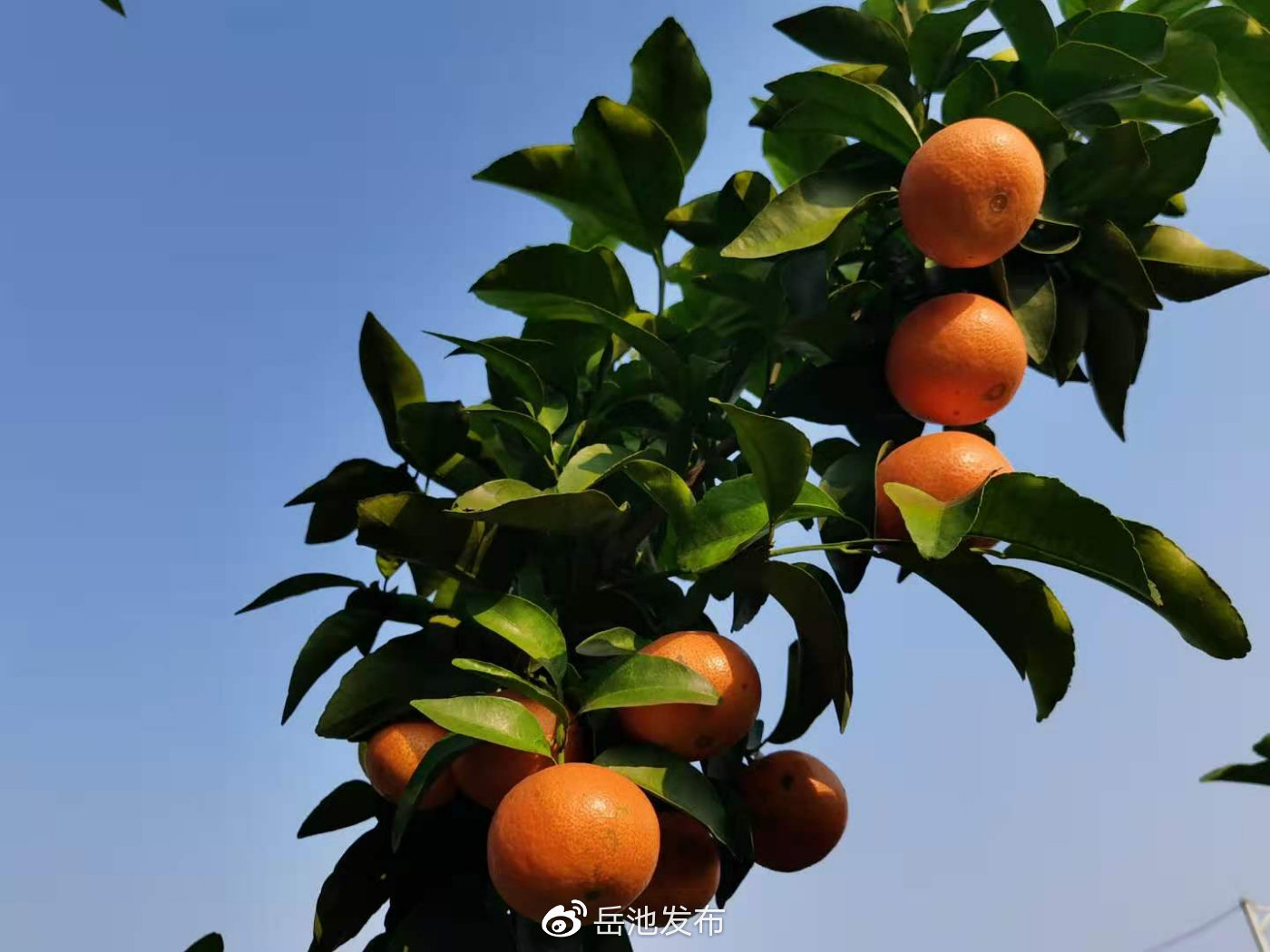 【岳池有无疫情地区吗今天,岳池有无疫情地区吗今天封城了】-第1张图片